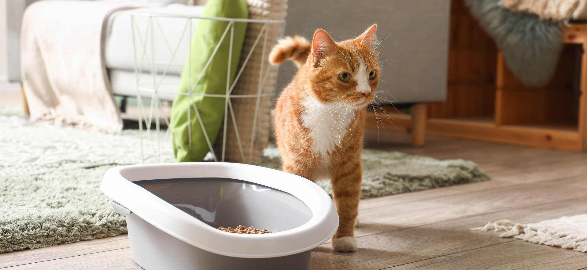 arándanos para gatos beneficios sistema urinario